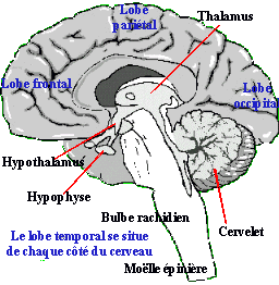 Coupe latérale du cerveau