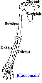 Bras et main