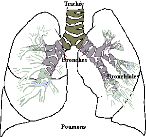 Systme respiratoire